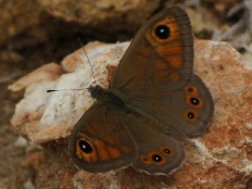 Paralcis latimacula - Braunscheckauge (Rispenfalter, Braunauge)